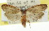  ( - 11ANIC-00336)  @12 [ ] CreativeCommons - Attribution (2011) ANIC/CBG Photography Group Centre for Biodiversity Genomics