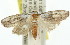  ( - 11ANIC-00338)  @12 [ ] CreativeCommons - Attribution (2011) ANIC/CBG Photography Group Centre for Biodiversity Genomics