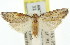  ( - 11ANIC-00339)  @13 [ ] CreativeCommons - Attribution (2011) ANIC/CBG Photography Group Centre for Biodiversity Genomics