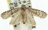  ( - 11ANIC-00341)  @13 [ ] CreativeCommons - Attribution (2011) ANIC/CBG Photography Group Centre for Biodiversity Genomics
