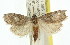  ( - 11ANIC-00346)  @14 [ ] CreativeCommons - Attribution (2011) ANIC/CBG Photography Group Centre for Biodiversity Genomics