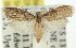  ( - 11ANIC-00367)  @13 [ ] CreativeCommons - Attribution (2011) ANIC/CBG Photography Group Centre for Biodiversity Genomics