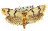  ( - 11ANIC-00376)  @13 [ ] CreativeCommons - Attribution (2011) ANIC/CBG Photography Group Centre for Biodiversity Genomics