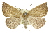  ( - 11ANIC-00004)  @14 [ ] CreativeCommons - Attribution (2011) ANIC/CBG Photography Group Centre for Biodiversity Genomics