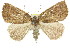  ( - 11ANIC-00005)  @14 [ ] CreativeCommons - Attribution (2011) ANIC/CBG Photography Group Centre for Biodiversity Genomics