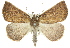  ( - 11ANIC-00006)  @14 [ ] CreativeCommons - Attribution (2011) ANIC/CBG Photography Group Centre for Biodiversity Genomics