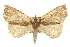  ( - 11ANIC-00009)  @11 [ ] CreativeCommons - Attribution (2011) ANIC/CBG Photography Group Centre for Biodiversity Genomics