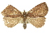  ( - 11ANIC-00010)  @11 [ ] CreativeCommons - Attribution (2011) ANIC/CBG Photography Group Centre for Biodiversity Genomics