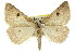  ( - 11ANIC-00032)  @15 [ ] CreativeCommons - Attribution (2011) ANIC/CBG Photography Group Centre for Biodiversity Genomics