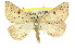  ( - 11ANIC-00064)  @11 [ ] CreativeCommons - Attribution (2011) ANIC/CBG Photography Group Centre for Biodiversity Genomics