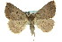  (Amelora adusta - 11ANIC-00076)  @15 [ ] CreativeCommons - Attribution (2011) ANIC/CBG Photography Group Centre for Biodiversity Genomics