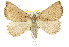  (Amelora thegalea - 11ANIC-00078)  @15 [ ] CreativeCommons - Attribution (2011) ANIC/CBG Photography Group Centre for Biodiversity Genomics