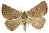  (Amelora anepiscepta - 11ANIC-00080)  @11 [ ] CreativeCommons - Attribution (2011) ANIC/CBG Photography Group Centre for Biodiversity Genomics
