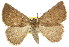  (Amelora sp. ANIC2 - 11ANIC-00082)  @11 [ ] CreativeCommons - Attribution (2011) ANIC/CBG Photography Group Centre for Biodiversity Genomics