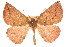  (Amelora sp. ANIC3 - 11ANIC-00083)  @11 [ ] CreativeCommons - Attribution (2011) ANIC/CBG Photography Group Centre for Biodiversity Genomics