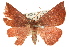  ( - 11ANIC-00084)  @11 [ ] CreativeCommons - Attribution (2011) ANIC/CBG Photography Group Centre for Biodiversity Genomics
