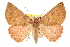  ( - 11ANIC-00086)  @11 [ ] CreativeCommons - Attribution (2011) ANIC/CBG Photography Group Centre for Biodiversity Genomics