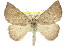  (Amelora conia - 11ANIC-00087)  @15 [ ] CreativeCommons - Attribution (2011) ANIC/CBG Photography Group Centre for Biodiversity Genomics