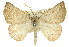  ( - 11ANIC-00088)  @11 [ ] CreativeCommons - Attribution (2011) ANIC/CBG Photography Group Centre for Biodiversity Genomics