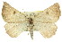 ( - 11ANIC-00089)  @14 [ ] CreativeCommons - Attribution (2011) ANIC/CBG Photography Group Centre for Biodiversity Genomics