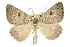  (Amelora sp. ANIC4 - 11ANIC-00091)  @14 [ ] CreativeCommons - Attribution (2011) ANIC/CBG Photography Group Centre for Biodiversity Genomics