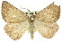  (Amelora sp. ANIC5 - 11ANIC-00094)  @13 [ ] CreativeCommons - Attribution (2011) ANIC/CBG Photography Group Centre for Biodiversity Genomics
