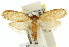  ( - 11ANIC-00100)  @15 [ ] CreativeCommons - Attribution (2011) ANIC/CBG Photography Group Centre for Biodiversity Genomics