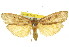  (Tirathaba pseudocomplana - 11ANIC-00103)  @15 [ ] CreativeCommons - Attribution (2011) ANIC/CBG Photography Group Centre for Biodiversity Genomics