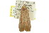  ( - 11ANIC-00105)  @13 [ ] CreativeCommons - Attribution (2011) ANIC/CBG Photography Group Centre for Biodiversity Genomics