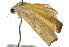  ( - 11ANIC-00106)  @13 [ ] CreativeCommons - Attribution (2011) ANIC/CBG Photography Group Centre for Biodiversity Genomics
