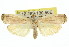  ( - 11ANIC-00108)  @14 [ ] CreativeCommons - Attribution (2011) ANIC/CBG Photography Group Centre for Biodiversity Genomics