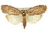  (Tirathaba monoleuca - 11ANIC-00119)  @15 [ ] CreativeCommons - Attribution (2011) ANIC/CBG Photography Group Centre for Biodiversity Genomics