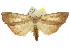  (Tirathaba sp. ANIC1 - 11ANIC-00130)  @14 [ ] CreativeCommons - Attribution (2011) ANIC/CBG Photography Group Centre for Biodiversity Genomics