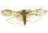  ( - 11ANIC-00140)  @14 [ ] CreativeCommons - Attribution (2011) ANIC/CBG Photography Group Centre for Biodiversity Genomics