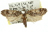  ( - 11ANIC-00147)  @13 [ ] CreativeCommons - Attribution (2011) ANIC/CBG Photography Group Centre for Biodiversity Genomics