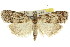  ( - 11ANIC-00154)  @13 [ ] CreativeCommons - Attribution (2011) ANIC/CBG Photography Group Centre for Biodiversity Genomics