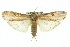  ( - 11ANIC-00158)  @15 [ ] CreativeCommons - Attribution (2011) ANIC/CBG Photography Group Centre for Biodiversity Genomics