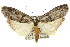  ( - 11ANIC-00176)  @11 [ ] CreativeCommons - Attribution (2011) ANIC/CBG Photography Group Centre for Biodiversity Genomics