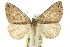  ( - 11ANIC-00191)  @14 [ ] CreativeCommons - Attribution (2011) ANIC/CBG Photography Group Centre for Biodiversity Genomics