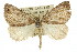  ( - 11ANIC-00193)  @11 [ ] CreativeCommons - Attribution (2011) ANIC/CBG Photography Group Centre for Biodiversity Genomics