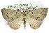  (Amelora goniota - 11ANIC-00198)  @14 [ ] CreativeCommons - Attribution (2011) ANIC/CBG Photography Group Centre for Biodiversity Genomics