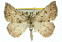  ( - 11ANIC-00199)  @11 [ ] CreativeCommons - Attribution (2011) ANIC/CBG Photography Group Centre for Biodiversity Genomics