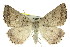  (Amelora zophopasta - 11ANIC-00204)  @15 [ ] CreativeCommons - Attribution (2011) ANIC/CBG Photography Group Centre for Biodiversity Genomics
