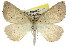  (Amelora nebulosa - 11ANIC-00205)  @15 [ ] CreativeCommons - Attribution (2011) ANIC/CBG Photography Group Centre for Biodiversity Genomics