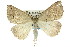  ( - 11ANIC-00206)  @11 [ ] CreativeCommons - Attribution (2011) ANIC/CBG Photography Group Centre for Biodiversity Genomics
