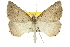  ( - 11ANIC-00208)  @11 [ ] CreativeCommons - Attribution (2011) ANIC/CBG Photography Group Centre for Biodiversity Genomics