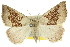  (Amelora mesocapna - 11ANIC-00212)  @15 [ ] CreativeCommons - Attribution (2011) ANIC/CBG Photography Group Centre for Biodiversity Genomics