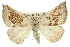  ( - 11ANIC-00213)  @11 [ ] CreativeCommons - Attribution (2011) ANIC/CBG Photography Group Centre for Biodiversity Genomics