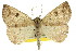  ( - 11ANIC-00214)  @11 [ ] CreativeCommons - Attribution (2011) ANIC/CBG Photography Group Centre for Biodiversity Genomics