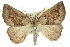  (Amelora sp. ANIC7 - 11ANIC-00219)  @14 [ ] CreativeCommons - Attribution (2011) ANIC/CBG Photography Group Centre for Biodiversity Genomics